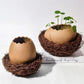 Eggshell-Shaped Ceramic Bowls for Creative Table Settings